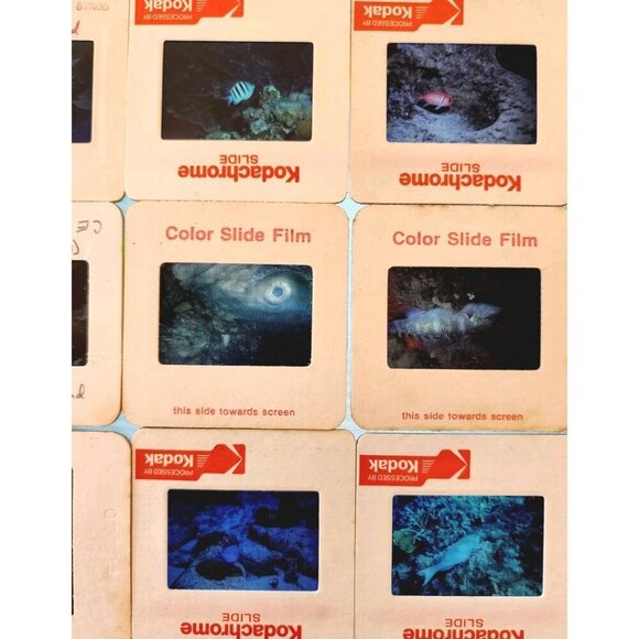 1980s 35mm Slide Film Frames Nautical Lot Of 100 Sea Life Fish Coral Vtg E50B - Picture 3 of 7